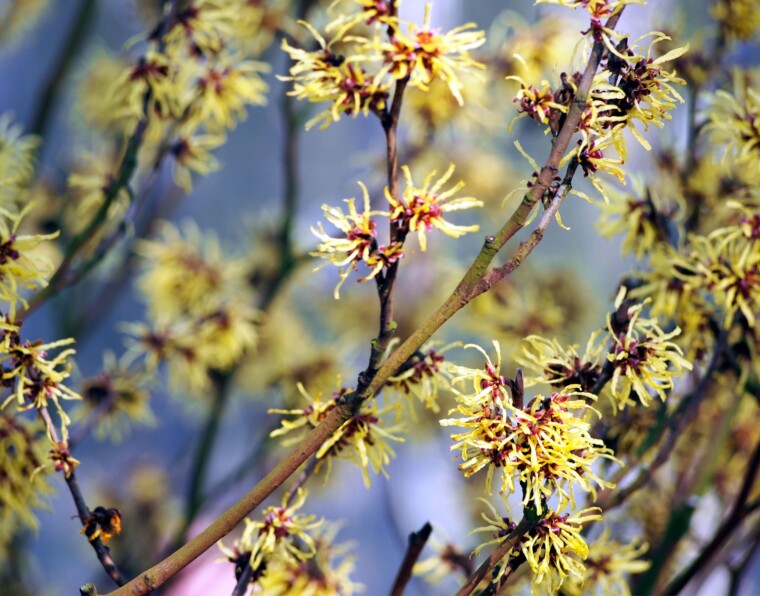 Top 4 Witch Hazel Uses for Glowing Skin